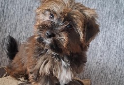 Przepiękne pieski yorkshire terrier