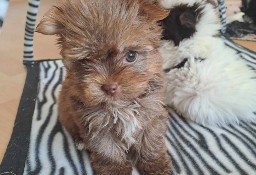 Przepiękne pieski yorkshire terrier