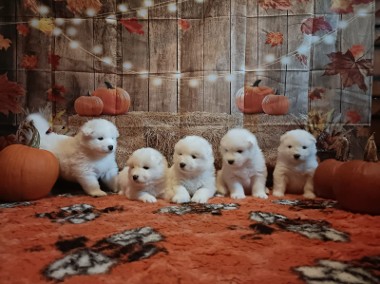 Rasowe szczeniaki samoyed -1