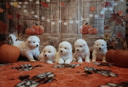 Rasowe szczeniaki samoyed 