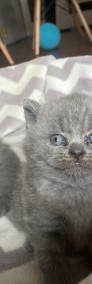 Kociaki Brytyjskie niebieskie-3