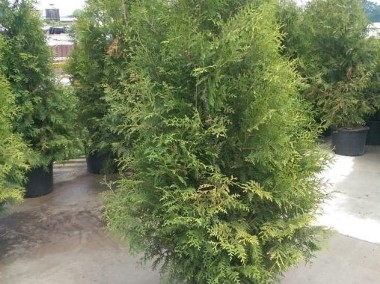 THUJA BRABANT TUJA BRABANT 40-70 CM 3-5 L DONICA -1