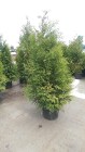 THUJA BRABANT TUJA BRABANT 40-70 CM 3-5 L DONICA 