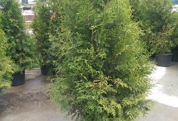 THUJA BRABANT TUJA BRABANT 40-70 CM 3-5 L DONICA 