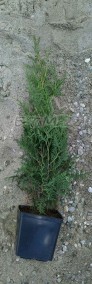 THUJA BRABANT TUJA BRABANT 40-70 CM 3-5 L DONICA -4