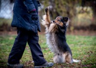 Ukochasz pięknego MacGyvera? Przygarnij go :)