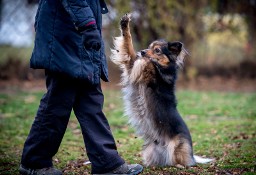 Ukochasz pięknego MacGyvera? Przygarnij go :)