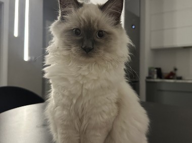 Kocur Ragdoll do adopcji -2