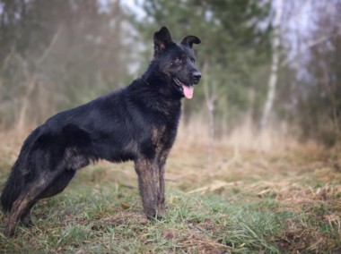 BIES- w typie owczarka. Upodlony i samotny. Serce się kraja na jego widok ! -1