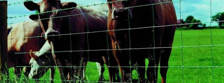 Ukraina.Byczki,jalowki 4 zl/kg.Sprzedam stada bydla miesnego,mlecznego-1