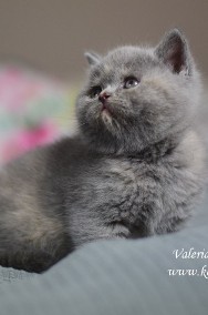 Valeria Pasja*PL, kotka brytyjska szylkret niebieski rodowód FPL/FIFE-2