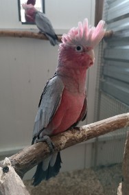 Kakadu różowe -2