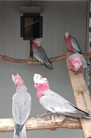 Kakadu różowe -3