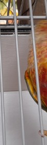 Papugi Rudosterki/Rudosterka-4