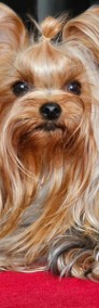 Yorkshire terrier FCI-4