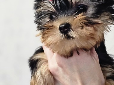 Yorkshire terrier FCI-1