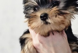 Yorkshire terrier FCI