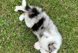 Okazja śliczne pieski border collie tri-color