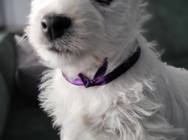 West Highland White Terrier-1