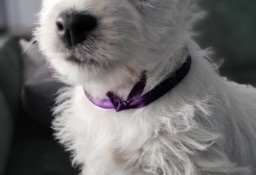 West Highland White Terrier