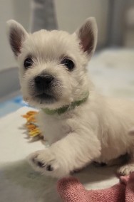 West Highland White Terrier-2