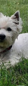 West Highland White Terrier-4