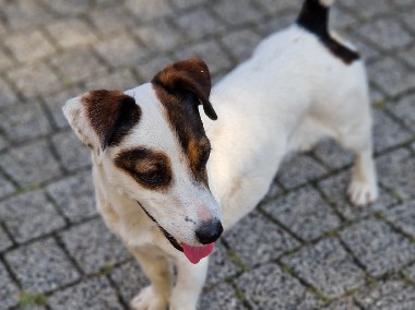 Jack Russell Terrier oddam za darmo-1