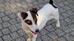 Jack Russell Terrier oddam za darmo