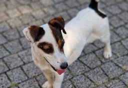 Jack Russell Terrier oddam za darmo