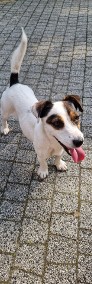 Jack Russell Terrier oddam za darmo-3