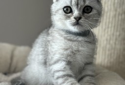 Kocięta Scottish Fold /Straight! Odbiór od 28 października!