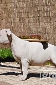 American Staffordshire Terrier, Amstaff, po Championach, ZKWP-2