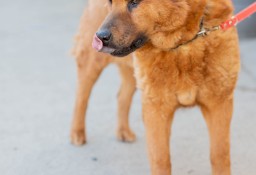 Chow Chow mix Czaki szuka domu -schronisko Zgierz-aktualne 