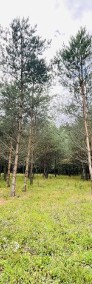 Duża działka w lesie, Jabłonka-3