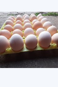 Jajka wiejskie z Dowozem -2