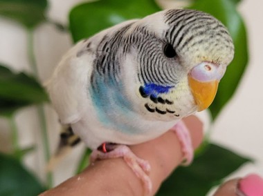 Młode papużki faliste samice -1