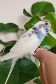 Młode papużki faliste samice -2