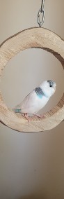 Młode papużki faliste samice -4
