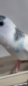 Młode papużki faliste samice -3