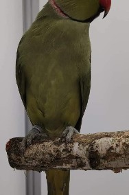 Aleksandra obrożna samiec samica aleksandrety obrożne papugi papuga pary niespok-2