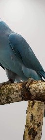 Aleksandra obrożna samiec samica aleksandrety obrożne papugi papuga pary niespok-3