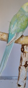 Aleksandra obrożna samiec samica aleksandrety obrożne papugi papuga pary niespok-4