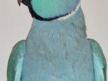 Aleksandra obrożna samiec samica aleksandrety obrożne papugi papuga pary niespok-1