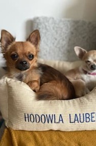 Chihuahua  długowłose i krótkowłose z czekolad. i niebieskim genem.   LAUBERT   -2