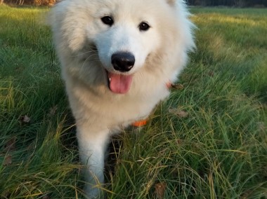 SAMOYED - SZCZENIAKI  FCI / ZKwP-1