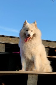 SAMOYED - SZCZENIAKI  FCI / ZKwP-2