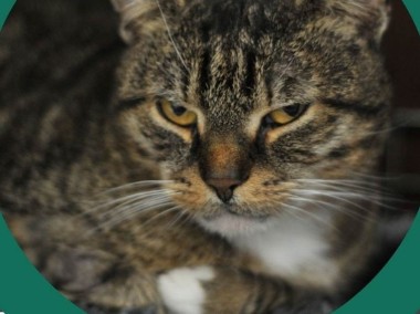 Bury kot Sycyliusz szuka swojego człowieka - Fundacja "Koci Pazur"-1