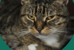Bury kot Sycyliusz szuka swojego człowieka - Fundacja "Koci Pazur"
