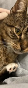 Bury kot Sycyliusz szuka swojego człowieka - Fundacja "Koci Pazur"-3