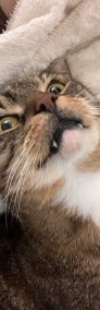 Bury kot Sycyliusz szuka swojego człowieka - Fundacja "Koci Pazur"-4